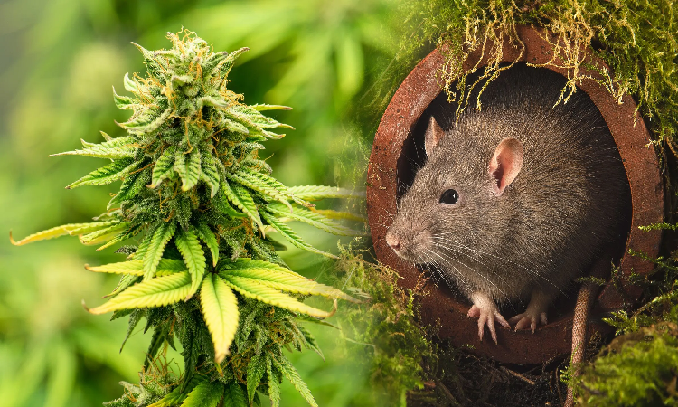 জব্দ ৯ কেজি গাঁজা ইঁদুর খেয়ে ফেলেছে , দাবি পুলিশের গাঁজা ইঁদুর খেয়ে ফেলেছে